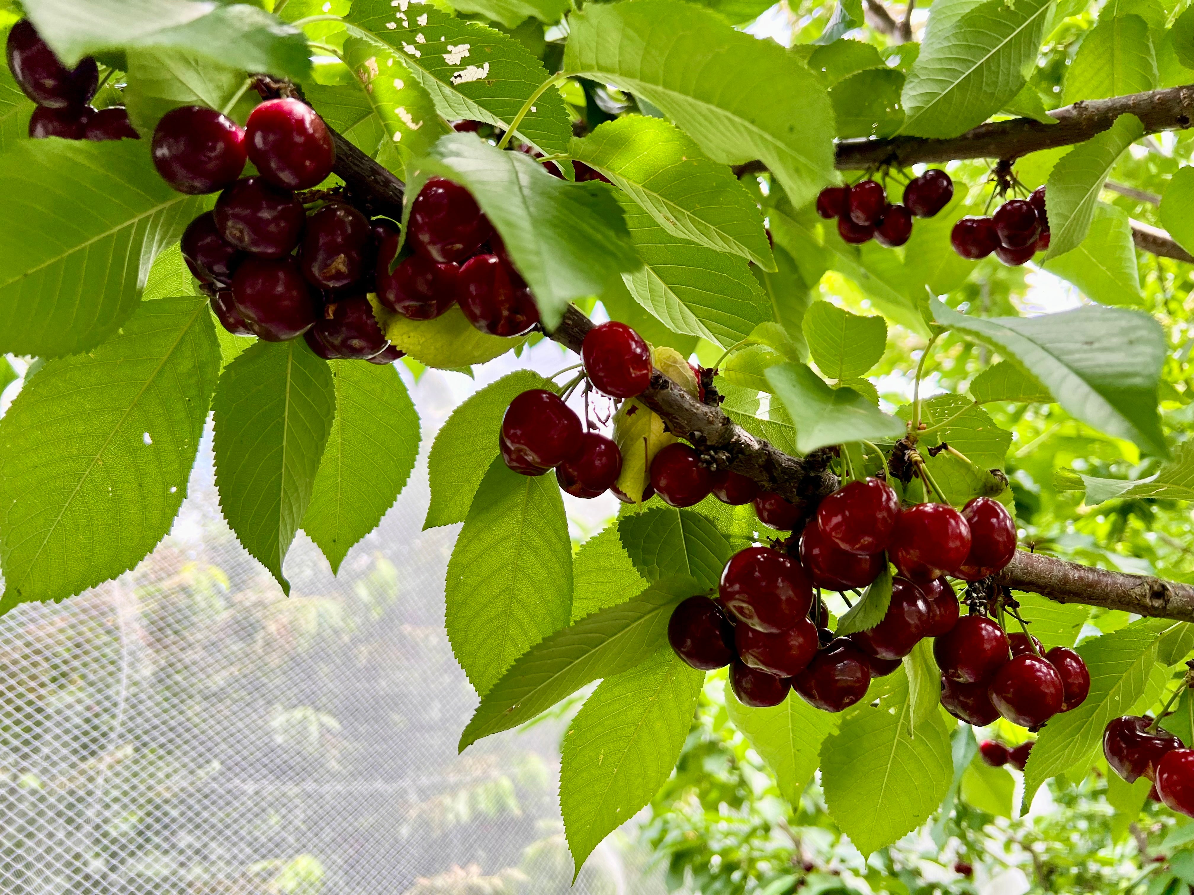 Cherry Season