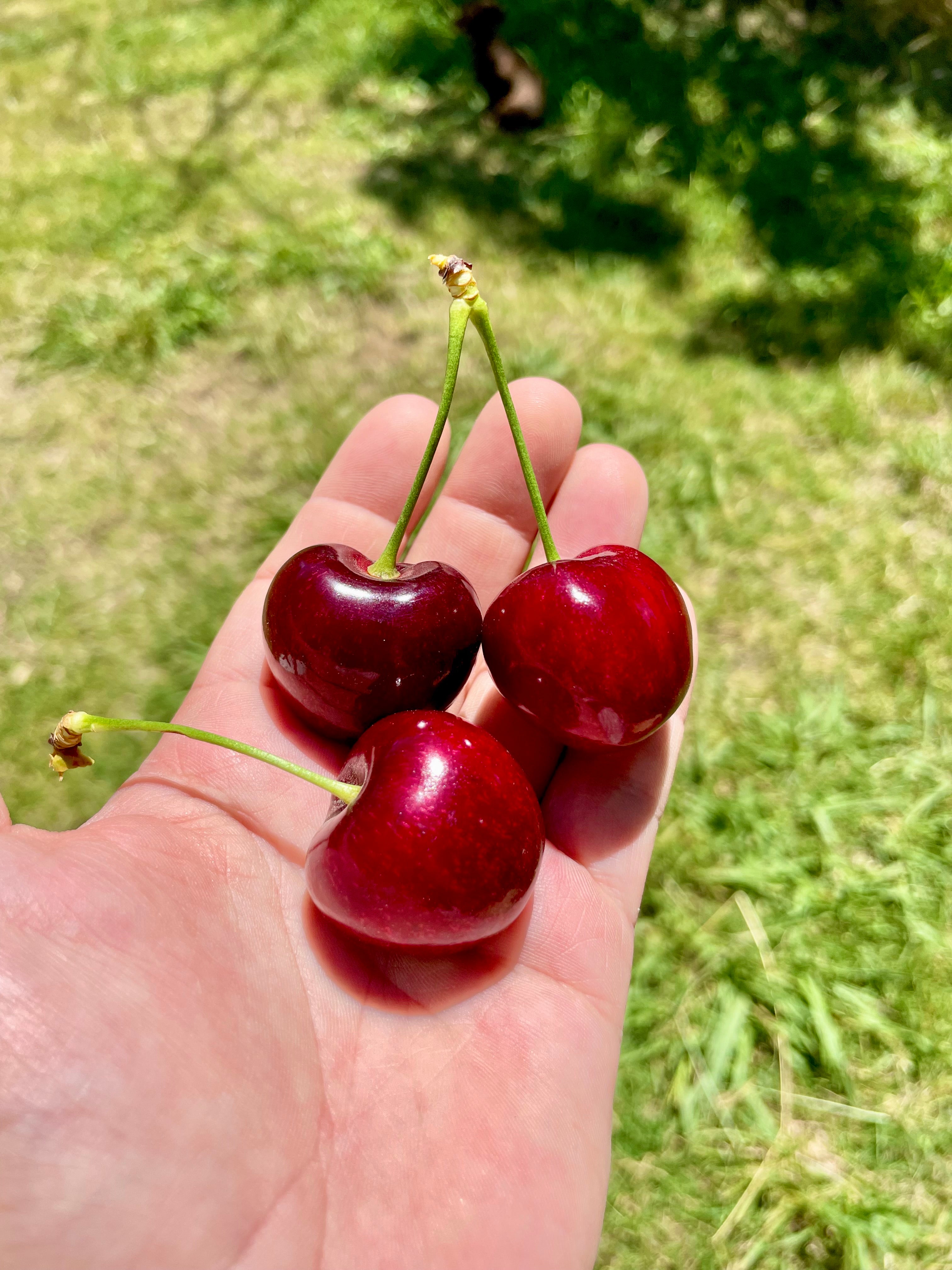 Cherry Picking in Orange 2025