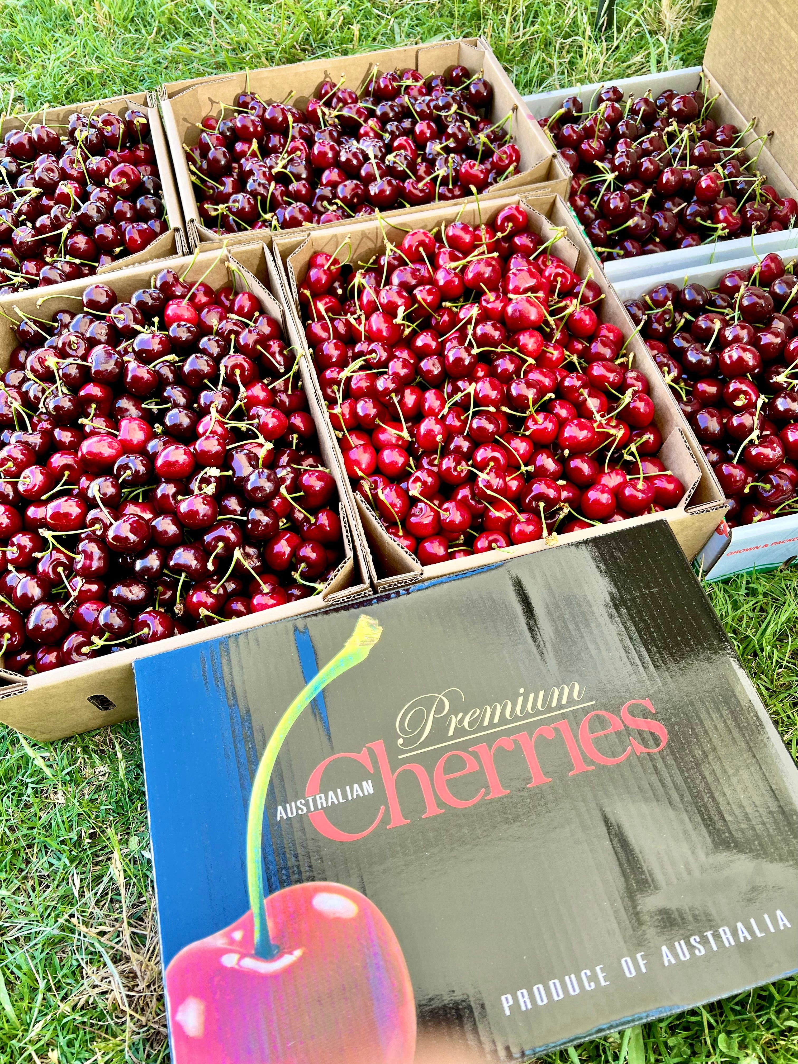 Cherry Picking in Orange 2025