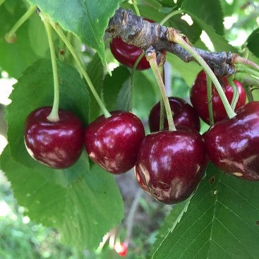 Cherry Picking