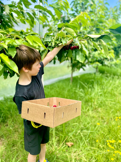 Cherry Picking in Orange 2025