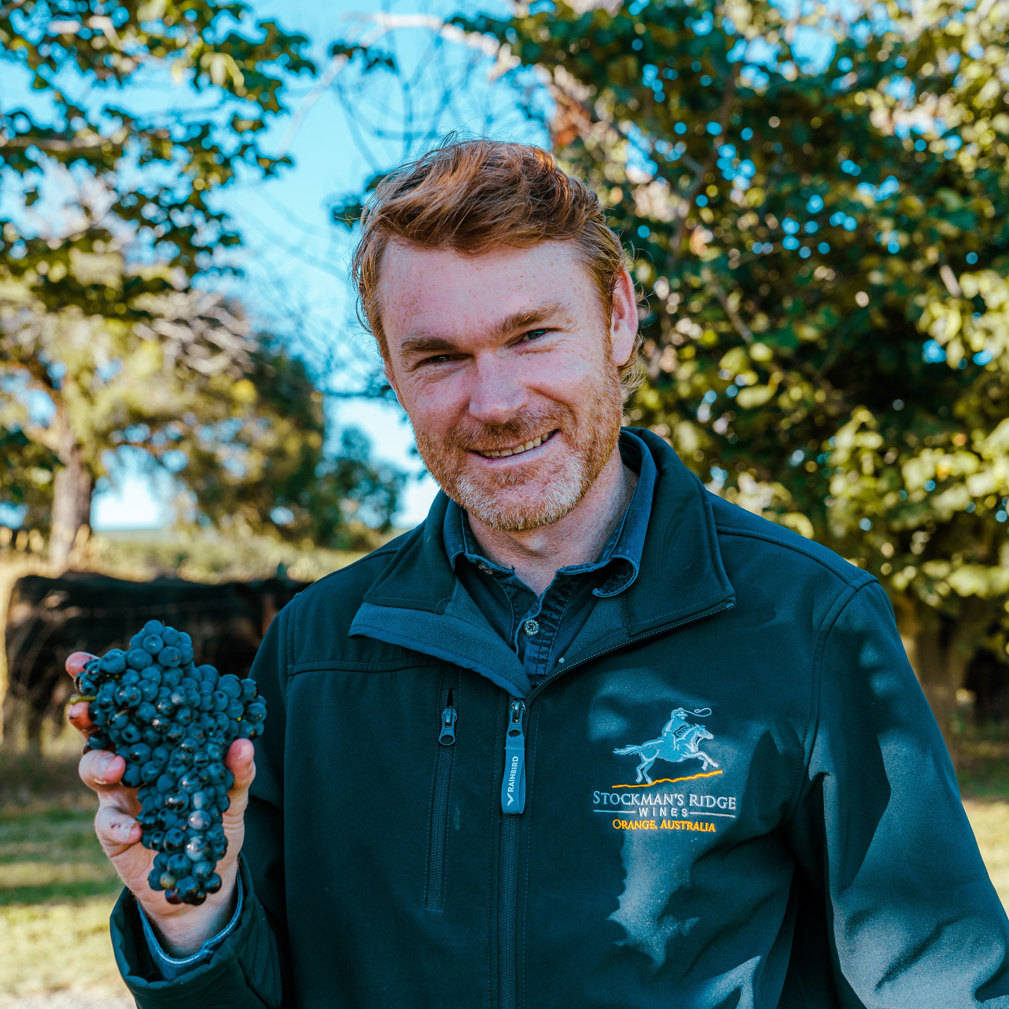 A man holding a bunch of grapes, smiling, with vineyards and trees in the background. Stockman's Ridge Wines with Jonno