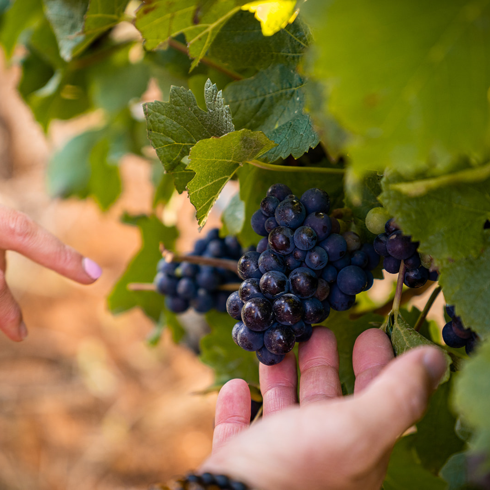 Hand holding a cluster of dark grapes with green leaves in the background