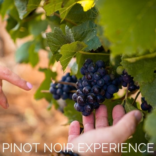 Pinot Noir Experience - Stockman's Ridge Wines